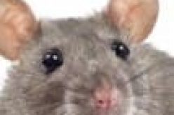 Invasive species: Snakes, rats, cats cost global economy nearly $1.3 trillion ― Researchers