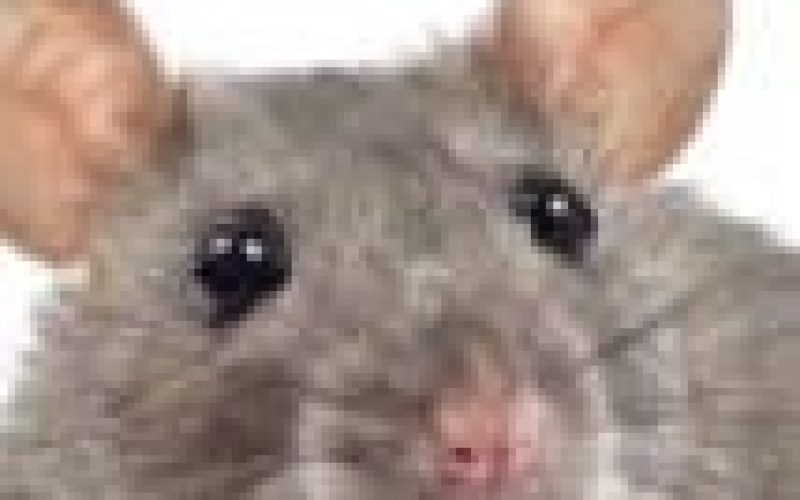 Invasive species: Snakes, rats, cats cost global economy nearly $1.3 trillion ― Researchers