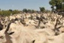 Cattle owners and herdsmen-farmers problem: Matters arising