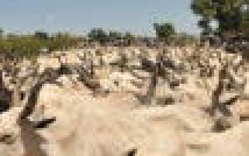 Cattle owners and herdsmen-farmers problem: Matters arising