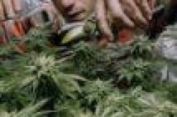 New York state legalizes recreational marijuana