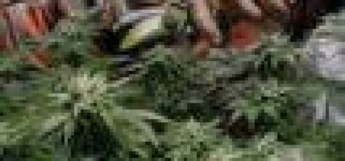 New York state legalizes recreational marijuana