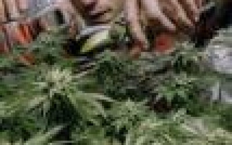 New York state legalizes recreational marijuana