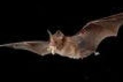 Covid-19 likely jumped to humans from bats through ‘missing link’ animal ― WHO report