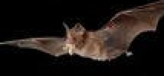 Covid-19 likely jumped to humans from bats through ‘missing link’ animal ― WHO report