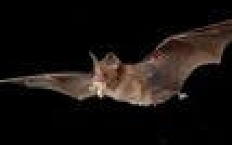 Covid-19 likely jumped to humans from bats through ‘missing link’ animal ― WHO report