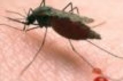 More countries set to achieve zero malaria —WHO