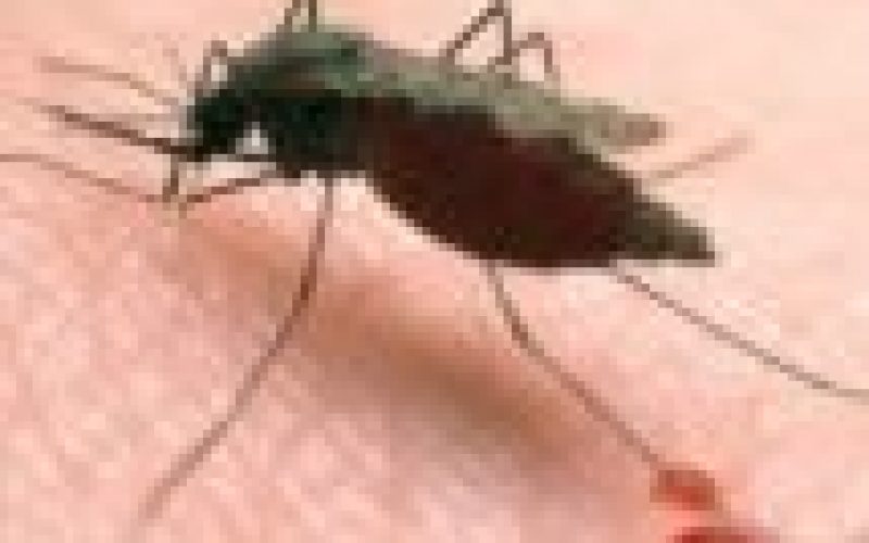 More countries set to achieve zero malaria —WHO