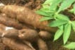 Agribusiness: GIZ, GIAE, IITA synergize to up-scale maize, cassava production