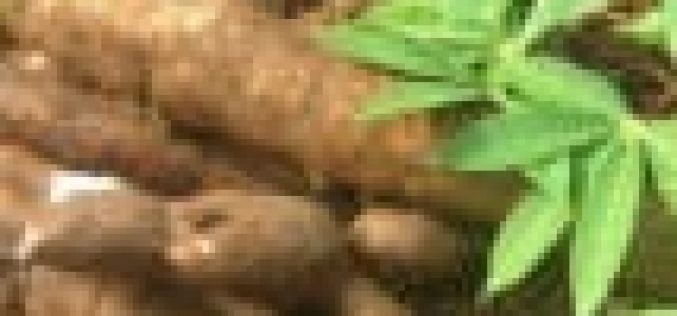 FG moves to adopt efficient technology in cassava production