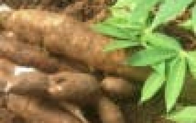 Agribusiness: GIZ, GIAE, IITA synergize to up-scale maize, cassava production
