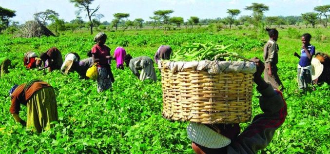 Food Security: Commercial banks’re frustrating farmers’ productivity — Eholor