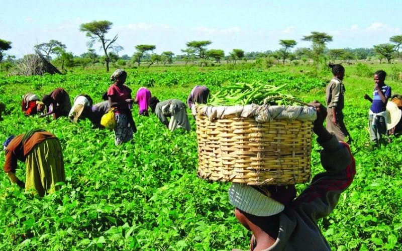 Wet Season Farming: Farmers express worry over high prices of fertilizers, availability