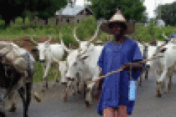 Fulani herdsmen wreaking havoc in Nigeria are foreigners, Baraje insists