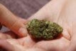 Morocco govt backs legalising hashish for medical use
