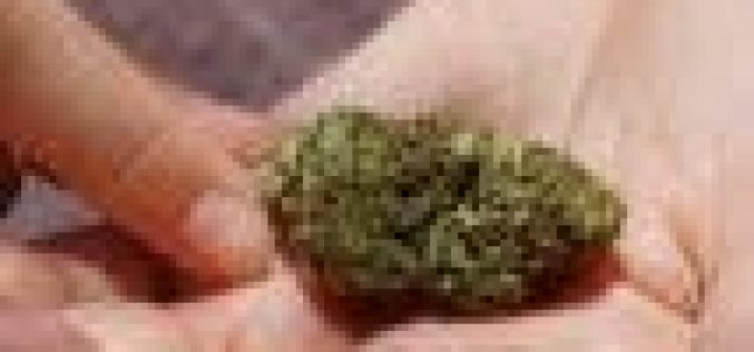 Morocco govt backs legalising hashish for medical use