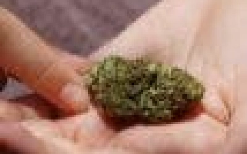 Morocco govt backs legalising hashish for medical use