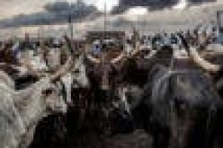 Herders, farmers crises linked to climate change — CAN, Sultan