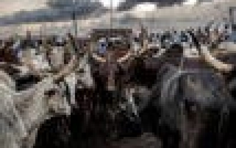 Herders, farmers crises linked to climate change — CAN, Sultan