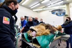 Lion has vasectomy after siring five cubs in a year