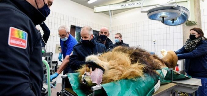Lion has vasectomy after siring five cubs in a year
