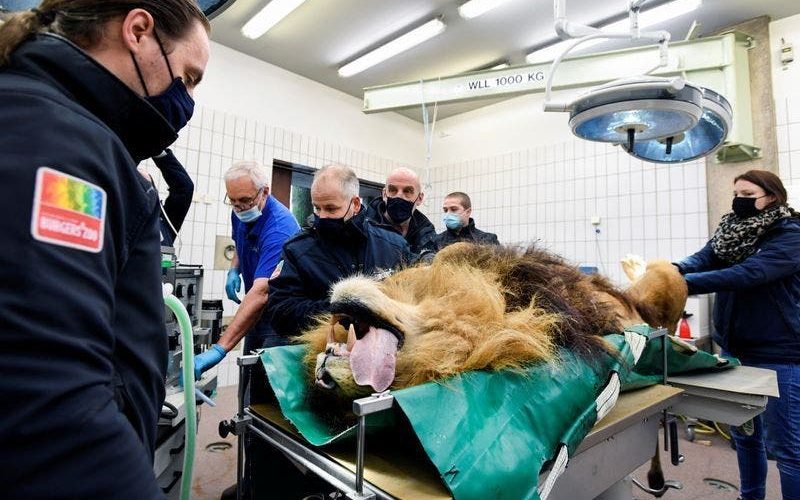 Lion has vasectomy after siring five cubs in a year