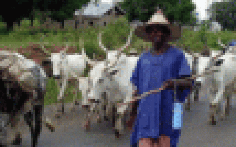ADF declares support for boycott of Fulani cattle beef to South East