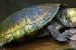 9 children, 10 others die in Madagascar after eating turtle