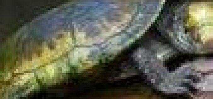 9 children, 10 others die in Madagascar after eating turtle