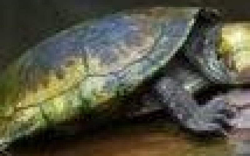 9 children, 10 others die in Madagascar after eating turtle