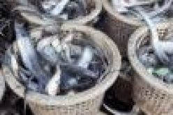Nigeria has 2.5m metric tonnes of fish deficit — Minister