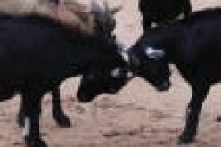 Court remands man over alleged theft of goat in Ilorin