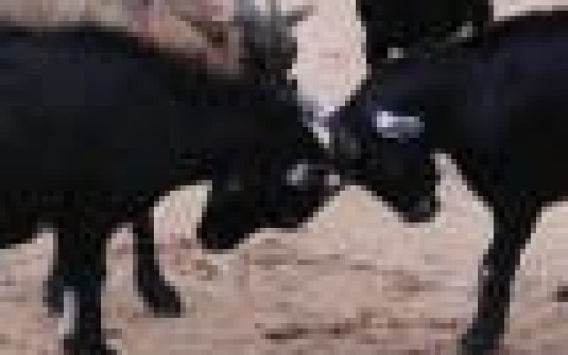 Court remands man over alleged theft of goat in Ilorin
