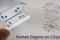 Israeli researchers develop kidney-on-chip platform to test drugs