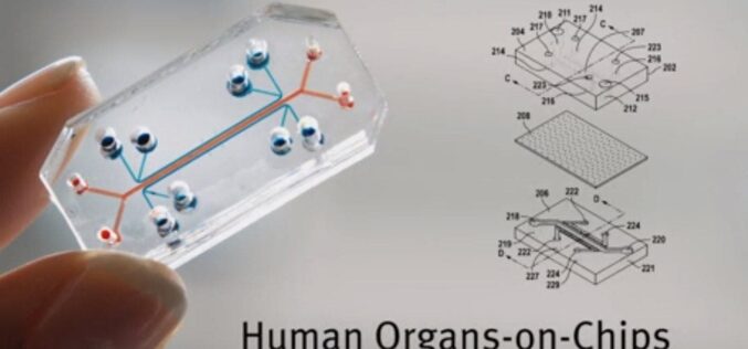 Israeli researchers develop kidney-on-chip platform to test drugs