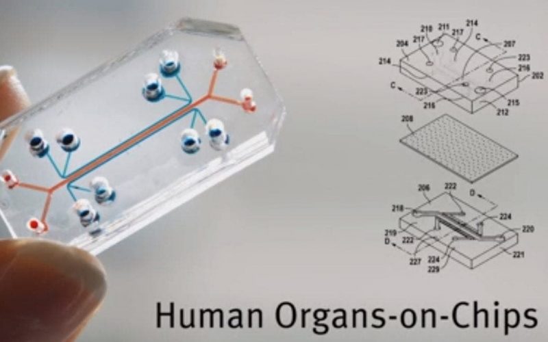 Israeli researchers develop kidney-on-chip platform to test drugs