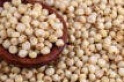 FG, stakeholders synergise to up-scale sorghum production, dominate int’l market