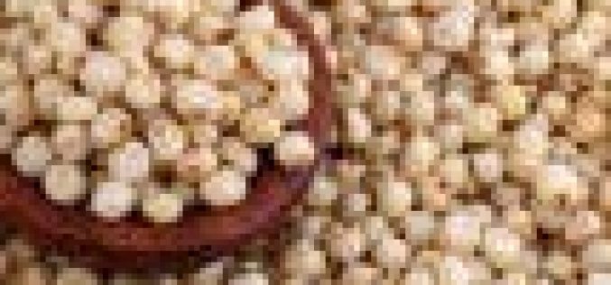 FG, stakeholders synergise to up-scale sorghum production, dominate int’l market