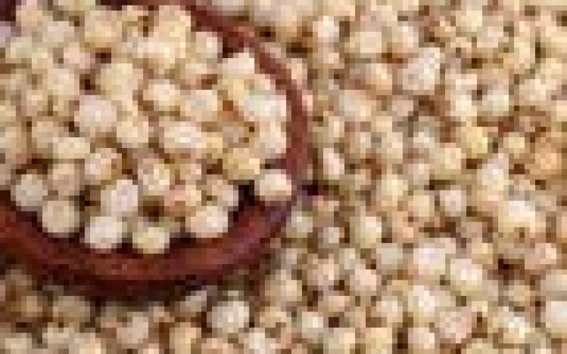 FG, stakeholders synergise to up-scale sorghum production, dominate int’l market