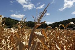 Food crisis looms, Shittu warns FG