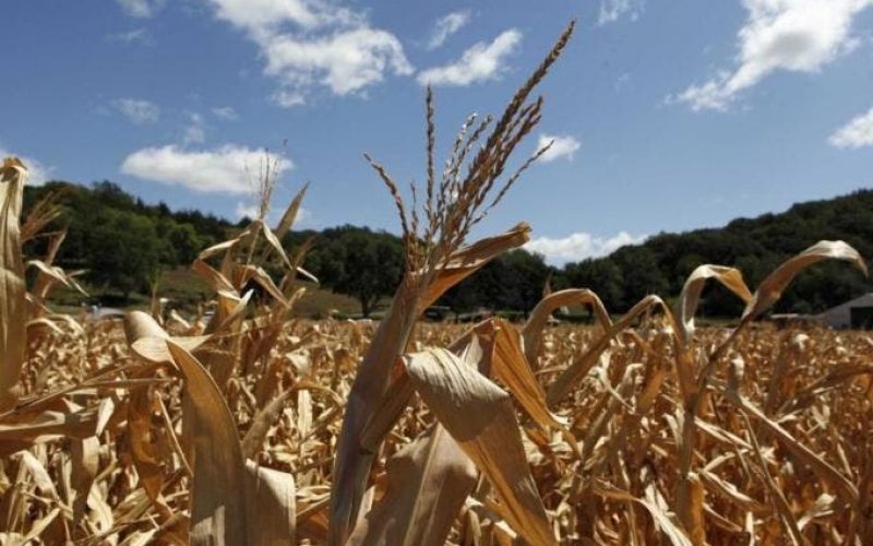 Food crisis looms, Shittu warns FG