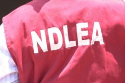 NDLEA arrests 80-year old grandma, granddaughter with 192kg cocaine, heroin – Babafemi