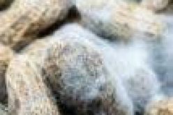 FG advocates aflatoxin management, control in Nigeria for food safety — Official