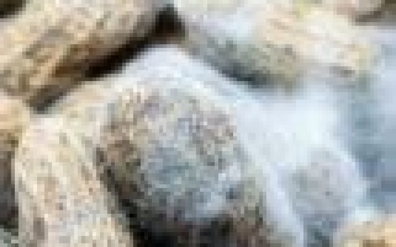 FG advocates aflatoxin management, control in Nigeria for food safety — Official
