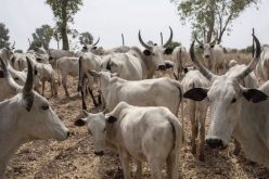 Troops rescue herders, 200 cattle in Southern Kaduna