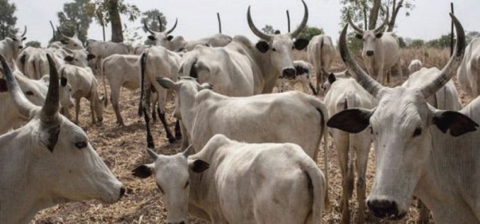 Troops rescue herders, 200 cattle in Southern Kaduna