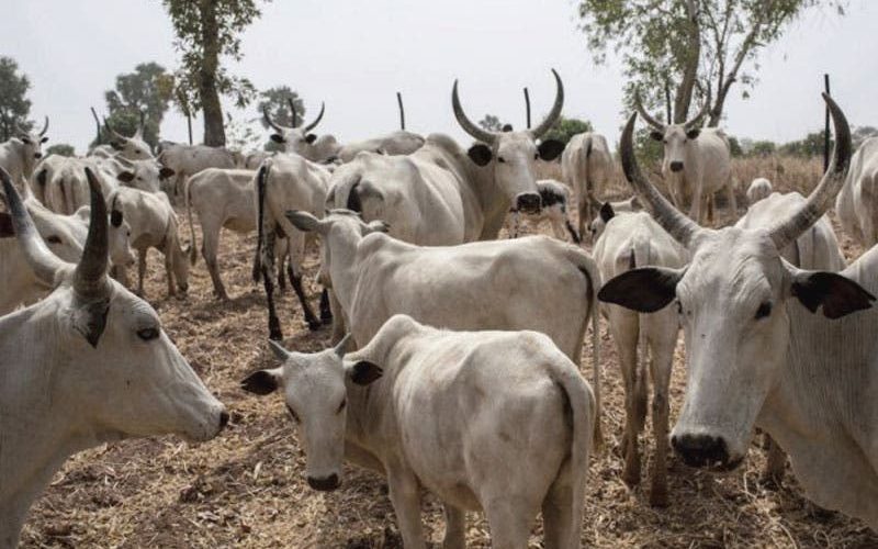 Troops rescue herders, 200 cattle in Southern Kaduna