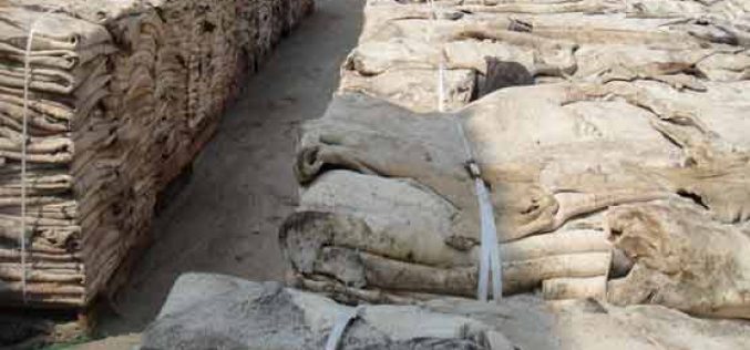Quarantine Service destroys confiscated donkey skins worth N67m in Abuja