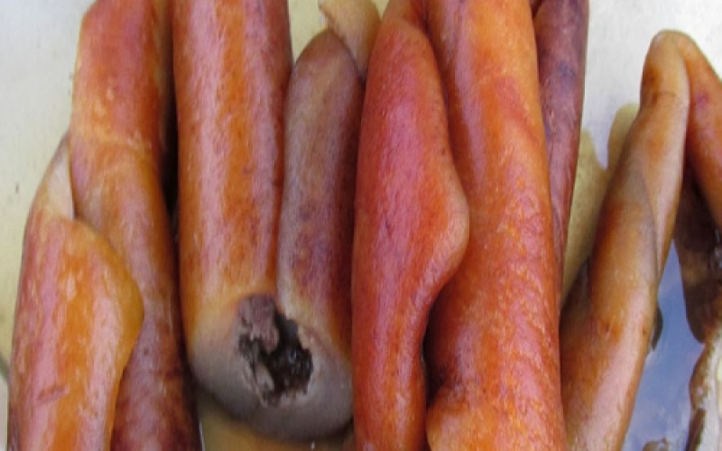 Shun consumption of animal skin to stave off cancer — Don advises