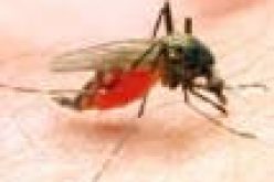 Give more funding to malaria-like COVID, experts tell FG